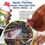 Modul Budidaya Ayam Petelur