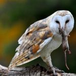 Burung Hantu untuk Mengendalikan Tikus
