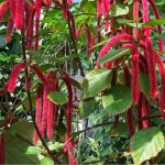 Ekor Kucing (Acalypha hispida)