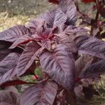 Bayam Merah (Amaranthus tricolor L.)
