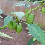 Ciplukan  (Physalis angulata )