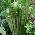 Tanaman besar dengan bunga putih dan daun hijau.