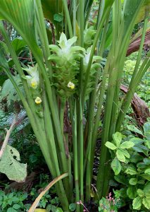 Tanaman besar dengan bunga putih dan daun hijau.