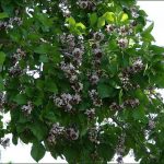 Malapari / Kacang Kayu Laut