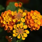 Lantana (Lantana camara L)
