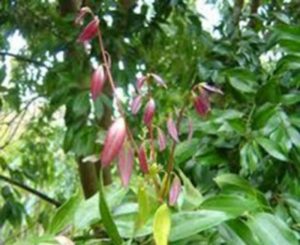 Tanaman dengan bunga merah dan daun hijau.