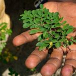 Seseorang memegang tanaman kecil di tangannya.