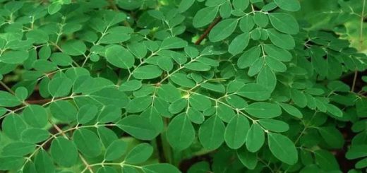 Tampilan dekat tanaman dengan daun hijau.