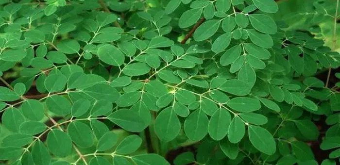 Tampilan dekat tanaman dengan daun hijau.