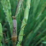 Hama Walang sangit pada padi