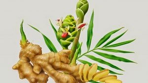 Gambar tanaman jahe dan daunnya.