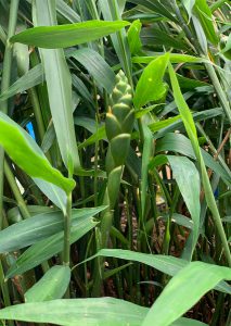 Tanaman dengan banyak daun hijau.