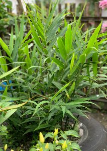 Ban dengan tanaman di dalamnya.