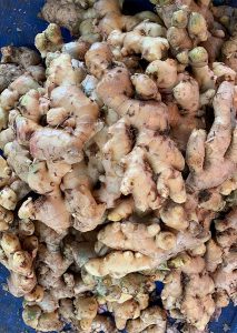 Setumpuk jahe dalam ember biru.