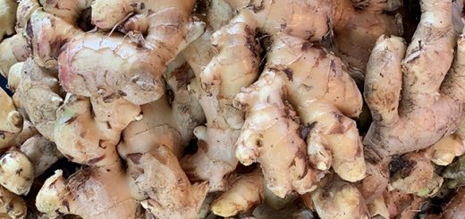 Setumpuk jahe dalam ember biru.