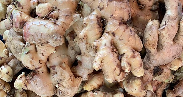 Setumpuk jahe dalam ember biru.