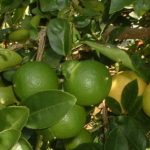 Lemon / Jeruk lemon (Citrus limon)