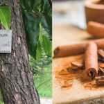 Kayu manis dan batang kayu manis di pohon.