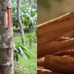 Dua gambar batang kayu manis di pohon.