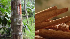 Dua gambar batang kayu manis di pohon.