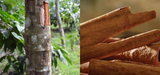 Dua gambar batang kayu manis di pohon.