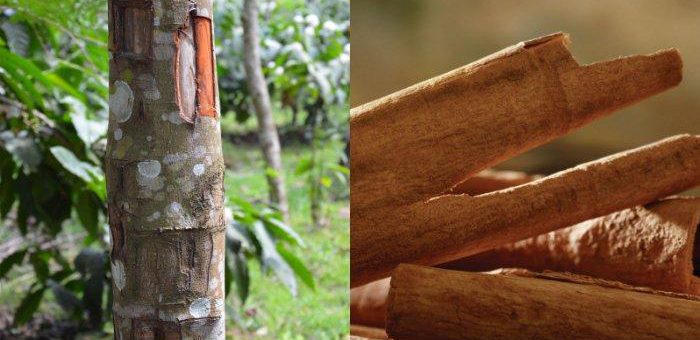 Dua gambar batang kayu manis di pohon.