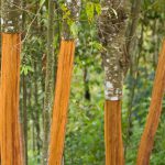 Sekelompok batang pohon di hutan.