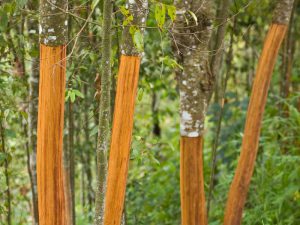 Sekelompok batang pohon di hutan.