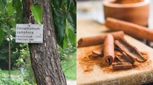 Kayu manis dan batang kayu manis di pohon.