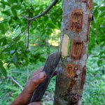 Seseorang menebang pohon dengan pisau.