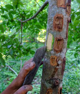 Seseorang menebang pohon dengan pisau.
