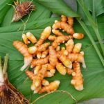 Sekelompok kunyit di atas daun.