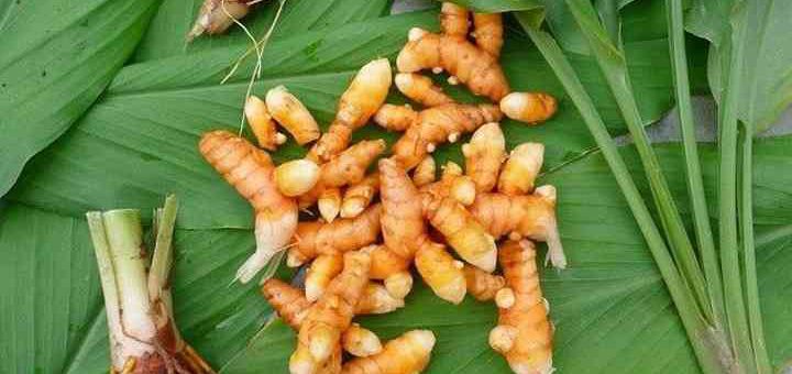 Sekelompok kunyit di atas daun.