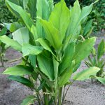 Sebuah tanaman tumbuh di tanah.