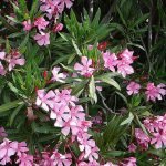 Bunga merah muda di semak dengan daun hijau.