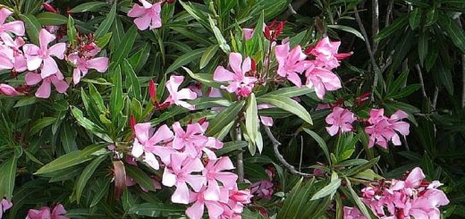 Bunga merah muda di semak dengan daun hijau.