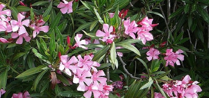 Bunga merah muda di semak dengan daun hijau.
