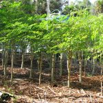 Sekelompok pohon di kawasan hutan.