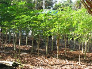Sekelompok pohon di kawasan hutan.