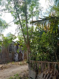 Jalan tanah menuju ke sebuah rumah dengan latar belakang pohon.