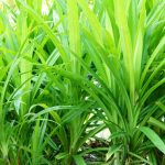 Pandan wangi (Pandanus amaryllifolius)