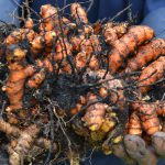 Seseorang memegang seikat wortel.