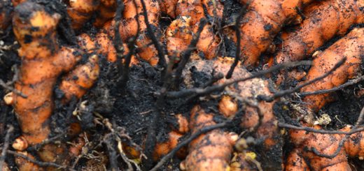 Seseorang memegang seikat wortel.