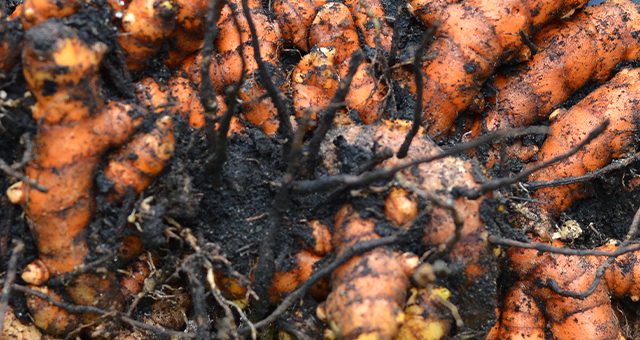 Seseorang memegang seikat wortel.