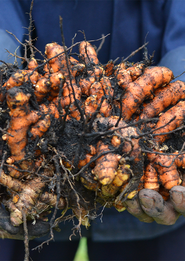 Seseorang memegang seikat wortel.