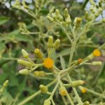 Sembung (Blumea Balsamifera)