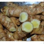 Temu Mangga (Curcuma mangga)