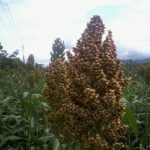 Potensi pengembangan cantel/sorghum pengganti beras