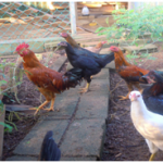 Usaha Budidaya Ayam Kampung- Sesuaikan dengan Modal