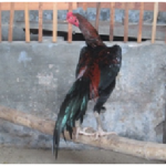 Menggali Rupiah Dari Peternakan Ayam Kampung